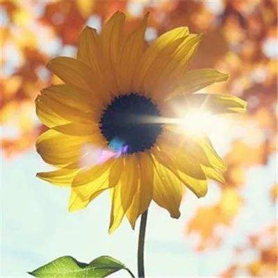 半岛综合app官网版登录